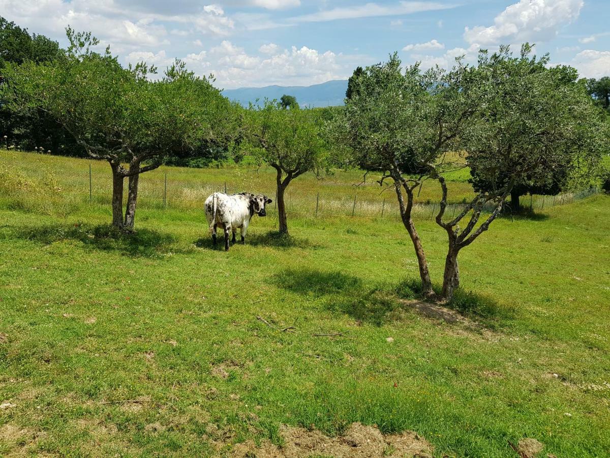 Agriturismo Arcobaleno Della Torretta Giano dell'Umbria Ngoại thất bức ảnh